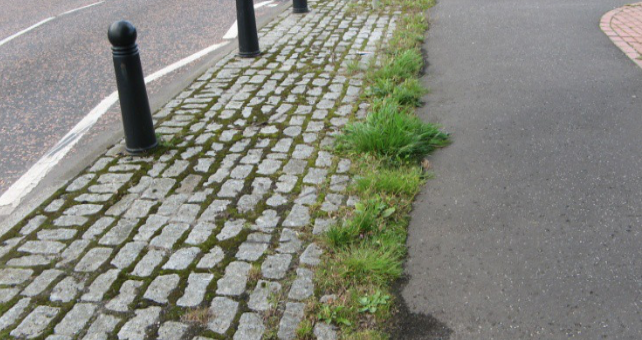 weeds breaking through the pavement in Newtongrange's Main Street