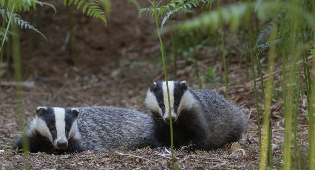 pair of inquisitive badgers